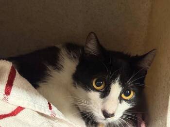 Domestic Short Hair Cats Available for Adoption in Moreno Valley, California - A550434 | PetCurious