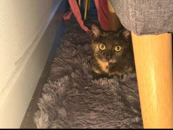 Shalya -  Domestic Short Hair Cat for Adoption in Beverly Hills, California - Shalya | PetCurious
