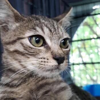 Oscar -  Domestic Short Hair Cat for Adoption in Spokane, Washington - Oscar | PetCurious