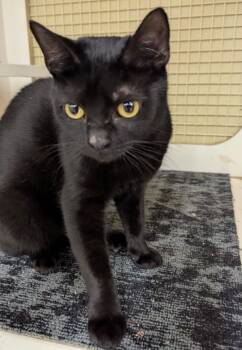 Rescue Domestic Short Hair Cats for Adoption in Dalton, Georgia - Adrienne 25231 | PetCurious
