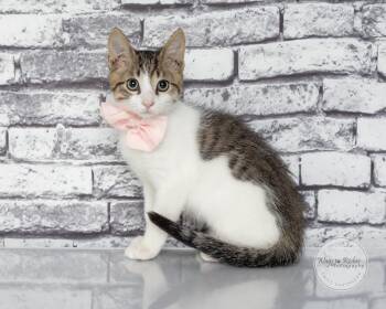 Teddy -  Domestic Short Hair and Tabby Cat for Adoption in Tuscaloosa, Alabama - Teddy | PetCurious
