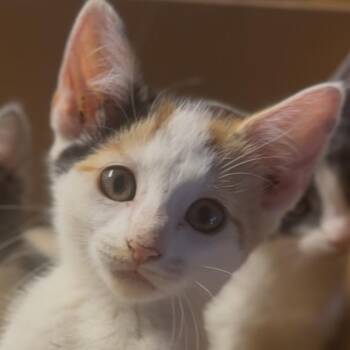 Flora -  Domestic Short Hair Cat for Adoption in Midland, Texas - Flora | PetCurious