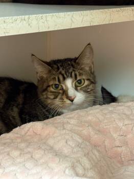 Rescue Domestic Short Hair Cats for Adoption in Johnson City, Tennessee - Jimmy (Dos Rios) | PetCurious