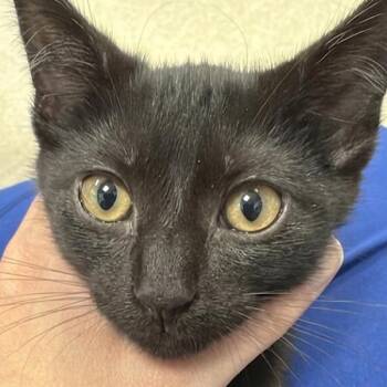 Bryce -  Domestic Short Hair Cat for Adoption in Des Moines, Iowa - Bryce | PetCurious