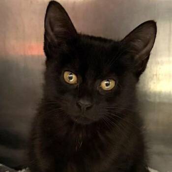 Rescue Domestic Short Hair Cats for Adoption in North Myrtle Beach, South Carolina - Spicey | PetCurious