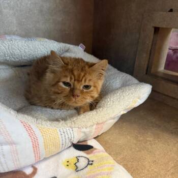 Domestic Long Hair and Persian Cats Available for Adoption - Butternut Squash | PetCurious