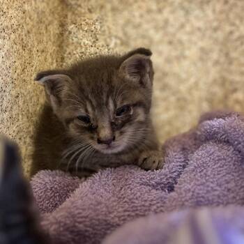 benito -  Domestic Short Hair Cat for Adoption in Philadelphia, Pennsylvania - Benito | PetCurious