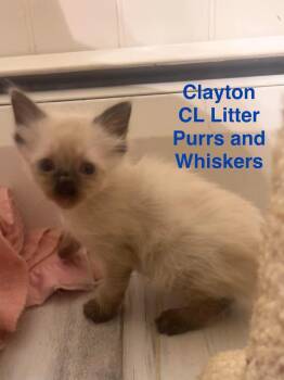 Clayton -  Domestic Long Hair Cat for Adoption in New Hartford, New York - Clayton | PetCurious