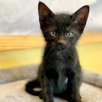 Rescue Domestic Short Hair Cats for Adoption in Boca Raton, Florida - Phantom | PetCurious