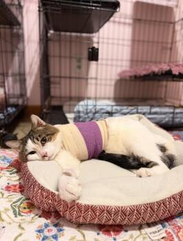Pringles -  Domestic Short Hair Cat for Adoption in Chickasaw, Alabama - Pringles | PetCurious