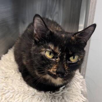Acornett -  Domestic Short Hair Cat for Adoption in Georgetown, Kentucky - Acornett | PetCurious