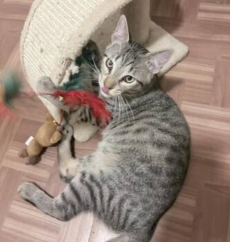 Domestic Short Hair Cats Available for Adoption - Snickerdoodle S. | PetCurious