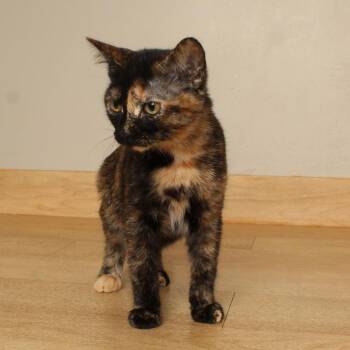 Wood Duck C70879 -  Domestic Short Hair Cat for Adoption in Minnetonka, Minnesota - Wood Duck C70879 | PetCurious