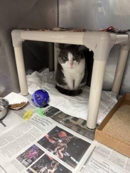 Domestic Short Hair Cats Available for Adoption in Morristown, New Jersey - Pep Pep | PetCurious