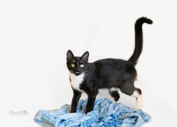 Stout -  Domestic Short Hair Cat for Adoption in Birmingham, Alabama - Stout | PetCurious
