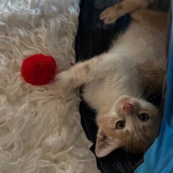 Rescue Domestic Short Hair Cats for Adoption in Juno Beach, Florida - Orangeade | PetCurious