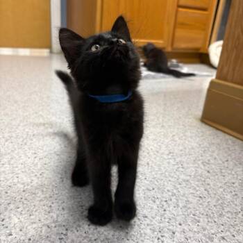 26-315 (with 26-314) -  Domestic Medium Hair and Maine Coon Cat for Adoption in North Branford, Connecticut - 26-315 (with 26-314) | PetCurious