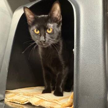Belinda -  Domestic Short Hair Cat for Adoption in Spokane, Washington - Belinda | PetCurious