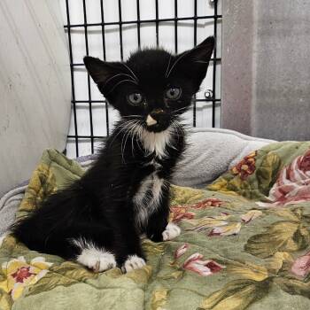 Rescue Domestic Short Hair Cats for Adoption in Kingman, Kansas - Rizzo | PetCurious