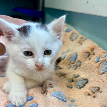 Rukus -  Domestic Medium Hair Cat for Adoption in New Fairfield, Connecticut - Rukus | PetCurious