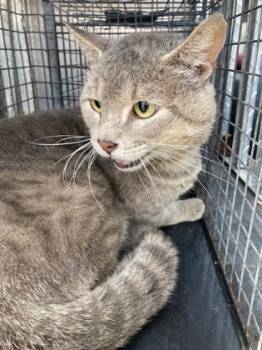 Rescue Domestic Short Hair Cats for Adoption in Port Allen, Louisiana - Silver | PetCurious