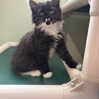 Phantom -  Domestic Long Hair Cat for Adoption in Geneseo, Illinois - Phantom | PetCurious