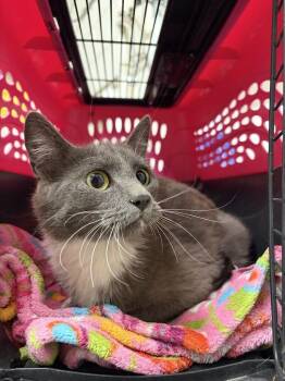 Francesca the cereal master -  Domestic Short Hair Cat for Adoption in Fruit Heights, Utah - Francesca The Cereal Master | PetCurious