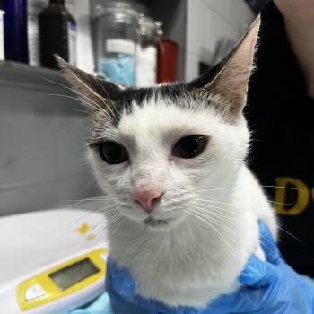 Kimmie -  Domestic Short Hair Cat for Adoption in Summerville, South Carolina - Kimmie | PetCurious