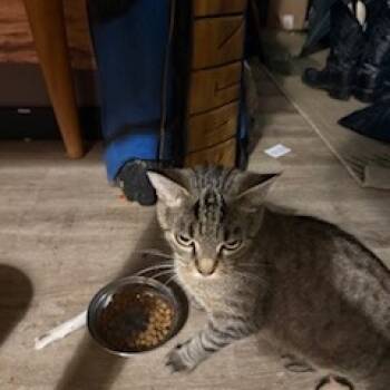 Rescue Domestic Short Hair Cats for Adoption in Troy, Illinois - Tiger | PetCurious