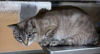 Siamese Cats Available for Adoption in Plano, Texas - Chikoo A216713 | PetCurious