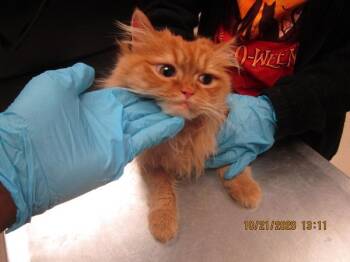 Farrell(610) -  Persian Cat for Adoption in Marietta, Georgia - Farrell(610) | PetCurious