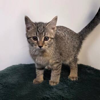 Glinda -  Domestic Short Hair Cat for Adoption in Great Falls, Montana - Glinda | PetCurious