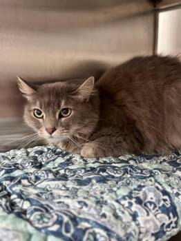 Jinx -  Domestic Medium Hair Cat for Adoption in Midland, Michigan - Jinx | PetCurious