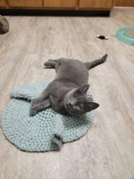 Domestic Short Hair Cats Available for Adoption - Gracie | PetCurious