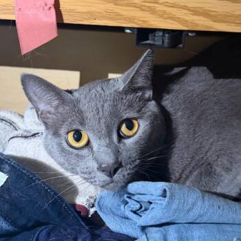 Sage -  Russian Blue Cat for Adoption in Midland, Texas - Sage | PetCurious