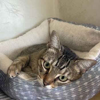 Summer -  Domestic Short Hair Cat for Adoption in Eufaula, Alabama - Summer | PetCurious