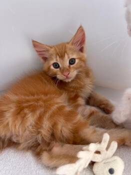 Domestic Medium Hair and Maine Coon Cats Available for Adoption in San Diego, California - Chestnut | PetCurious