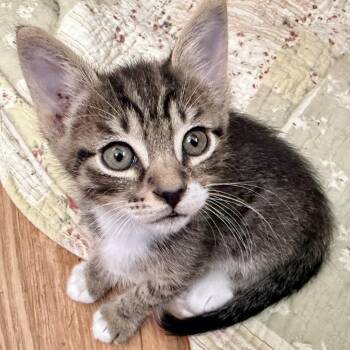 Brave -  Domestic Medium Hair Cat for Adoption in Livingston, Texas - Brave | PetCurious