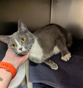 Domestic Short Hair Cats Available for Adoption in Westland, Michigan - Pepper Ann | PetCurious