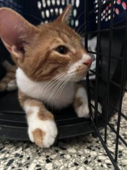 Moises -  Domestic Short Hair Cat Available for Adoption in Naranjito, Naranjito - Moises | PetCurious