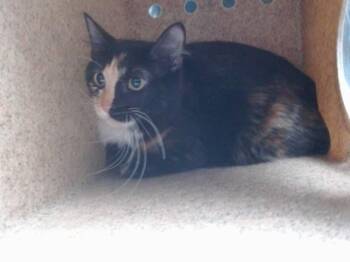 Domestic Medium Hair Cats Available for Adoption in Albuquerque, New Mexico - HELGA | PetCurious