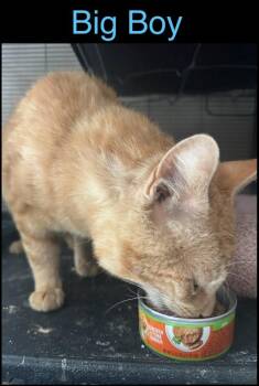 Big Boy -  Domestic Short Hair Cat Available for Adoption in Lafayette, Colorado - Big Boy | PetCurious