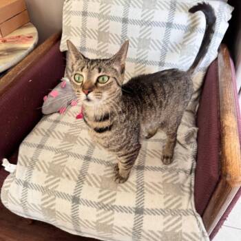 Domestic Short Hair Cats Available for Adoption in Portage, Michigan - Destiny | PetCurious