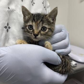 Scantron -  Domestic Short Hair Cat for Adoption in Lakewood, California - Scantron | PetCurious
