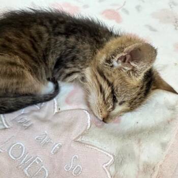 Sassafras -  Domestic Short Hair Cat for Adoption in Long Beach, California - Sassafras | PetCurious