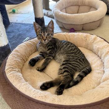 Chase -  Domestic Short Hair Cat for Adoption in Winston-salem, North Carolina - Chase | PetCurious