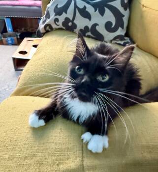 Rescue Tuxedo Cats for Adoption in Grand Haven, Michigan - Barbee Bebe | PetCurious