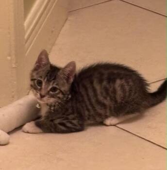 Domestic Short Hair Cats Available for Adoption in Sunrise, Florida - Loomis | PetCurious