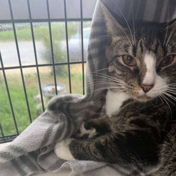 Mouse -  Domestic Short Hair Cat for Adoption in Montgomery, Alabama - Mouse | PetCurious