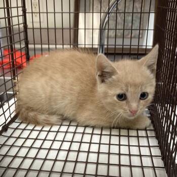 Domestic Short Hair Cats Available for Adoption in Galveston, Texas - Billy Loomis | PetCurious